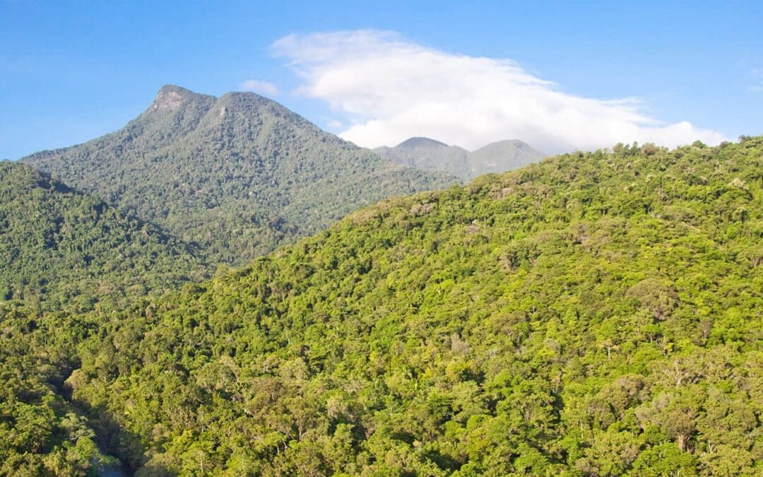 Silky Oaks Lodge, Daintree